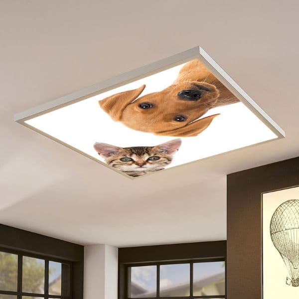 LED panel s motivem kočka a pes 60x60cm 40W 4200lm  denní - náhled 2
